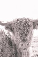 Scottish Highlander | Dutch Dunes | Brown, Sepia,