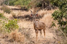 Koedoes by Photo By Nelis