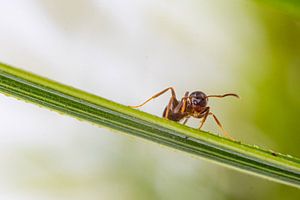 Mier op een grassprietje van Peter Abbes