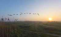 Overvliegende ganzen tijdens mistige ochtend van Remco Van Daalen thumbnail