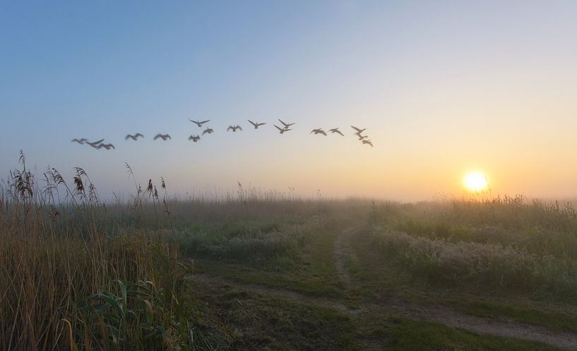 Overvliegende ganzen tijdens mistige ochtend van Remco Van Daalen