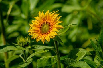 Die Sonnenblume von Michael Nägele