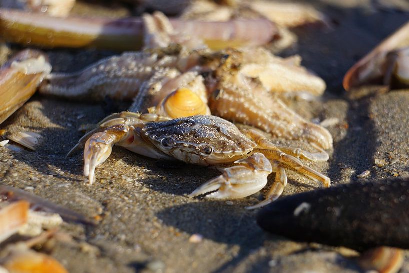 Le crabe de plage regarde autour de la plage ensoleillée. par Sharon Steen Redeker