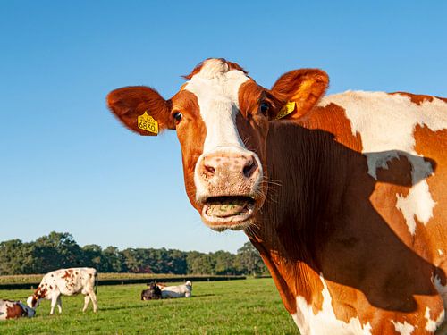 La vache a l'air surprise (portrait photo)