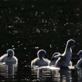 Mute swan pups by Dirk Claes