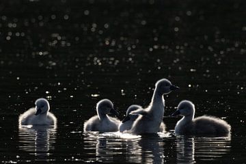 Mute swan pups