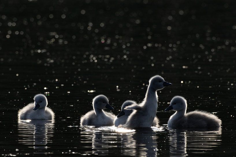 Mute swan pups by Dirk Claes