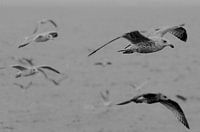Seagulls