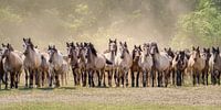 Kudde van Dülmener Pony's