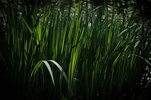 Watergroen
