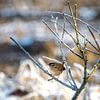Zaunkönig auf einem vereisten Zweig von ManfredFotos