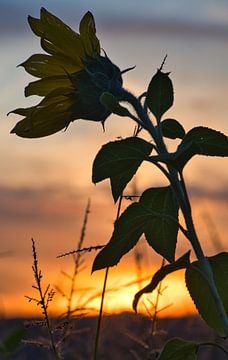 Zonnebloem individueel afgebeeld op een zonnebloemveld van Martin Köbsch