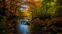 Herfstkleuren in een herfstbos van Hugo Braun thumbnail