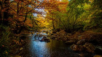 Herbstfarben in einem Herbstwald von Hugo Braun