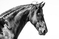 Wisse