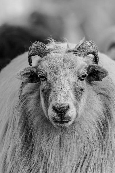 Drents Heideschaap by Marieke Deinum