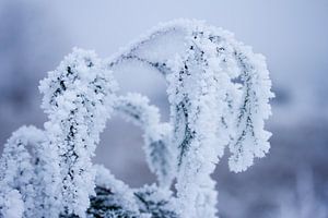 Winter in der Natur, Pflanzen von innen nach aussen unter einer Schneeschicht von Karijn | Fine art Natuur en Reis Fotografie