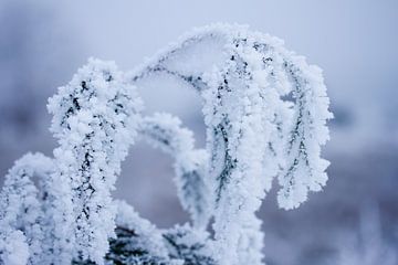 Winter in de natuur, plantes bedenkt onder een laagje sneeuw