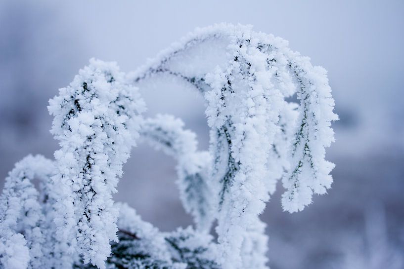 Winter in nature, plants inside-out under a layer of snow by Karijn | Fine art Natuur en Reis Fotografie