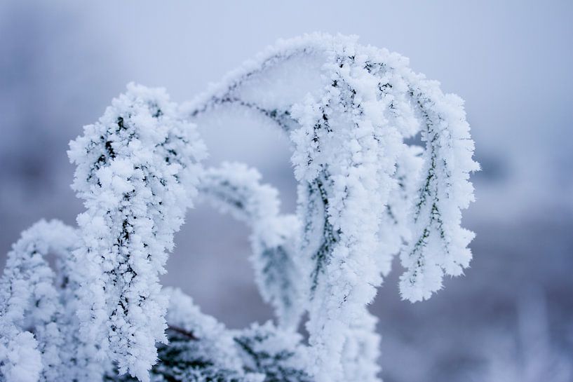 L'hiver dans la nature, les plantes à l'envers sous une couche de neige par Karijn | Fine art Natuur en Reis Fotografie