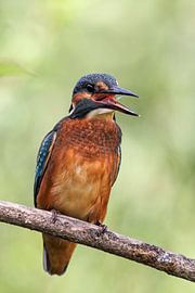 Martin-pêcheur (Alcedo atthis)
