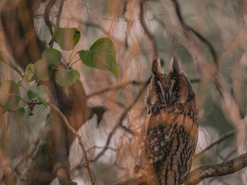 Hibou moyen-duc dans un arbre par Karen de Geus