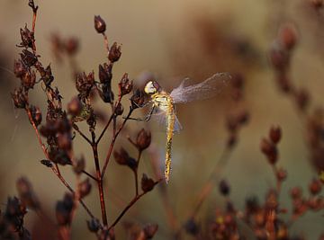 Libellule de bruyère précoce sur Matthias Brix