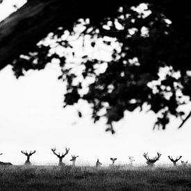 Red Deer by joas wilzing