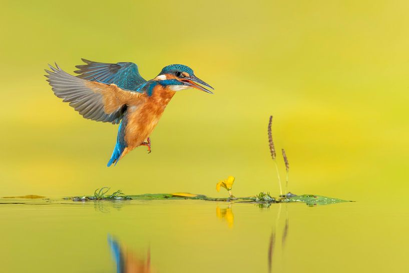 Meine Dame ... von Wim Hufkens
