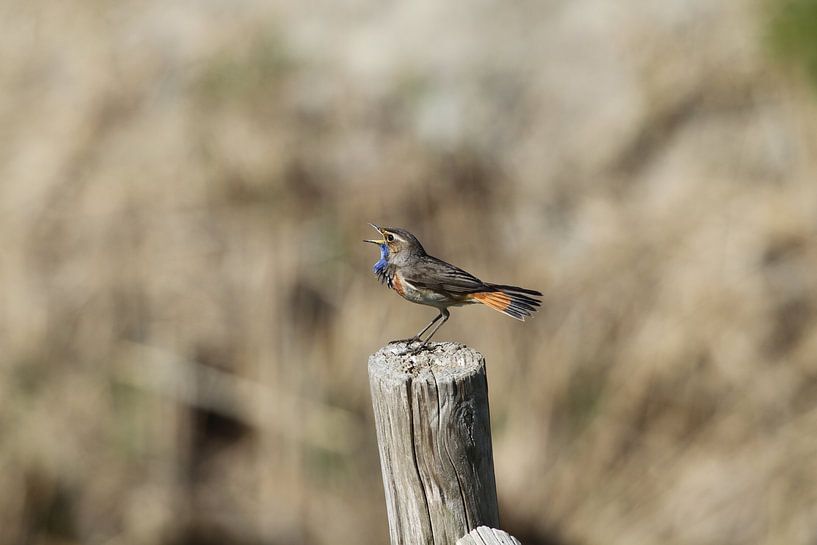 Blauwborst van rene marcel originals