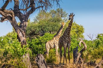 Mutter und Tochter Giraffe