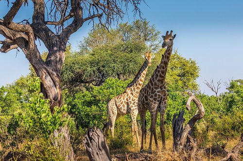 Moeder en dochter giraffe