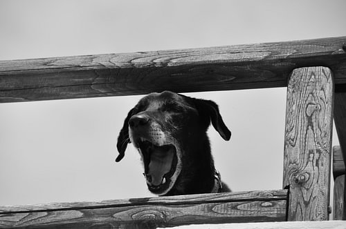HONDEN 20