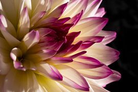 Dahlia bei Nacht von Yolanda Hubert-Raaphorst