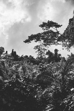 Daintree Rainforest: Ein altes Naturwunder von Ken Tempelers