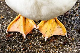 Met beide voeten op de grond