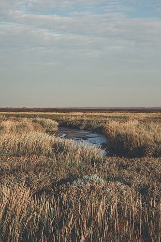 Peazemerlannen landschap bij Paesens, Friesland | Natuur fotografie