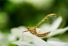 Eendagsvlieg by Johan Slagers