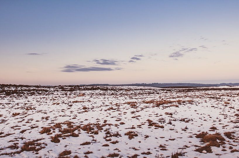 Ginkel Heath by Nancy van Verseveld