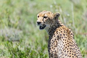Gepard Porträt