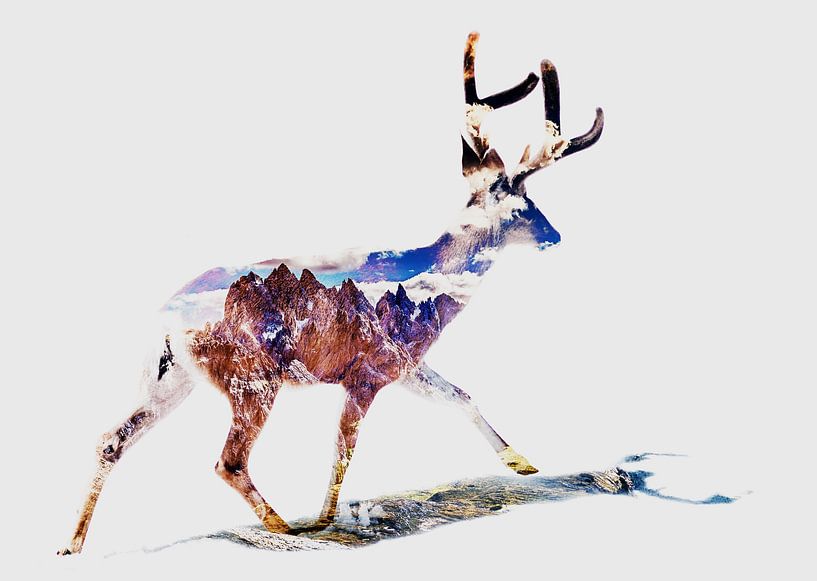Deer van Mateo