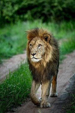 Lion at Leadwood Big Game Estate, Hoedspruit by Paula Romein