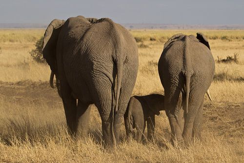 Elephant group with a young walking on the steppe in Kenya