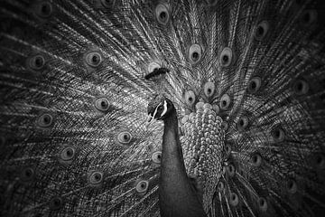 Peacock in black and white by Maickel Dedeken