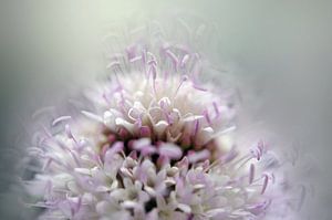 Vaporeuse