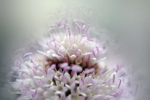 Vaporeuse