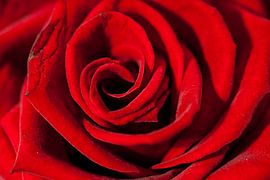 because i love you von mick agterberg