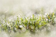 Tautropfen auf dem Gras am Morgen mit einem schönen Bokeh von KB Design & Photography (Karen Brouwer) Miniaturansicht