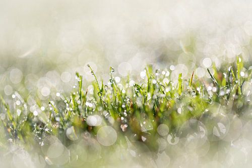 Dewdrops on the grass in the morning with a beautiful bokeh