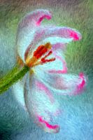 Tulpe